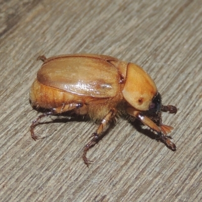 Cyclocephala signaticollis (Argentinian scarab) at Conder, ACT - 20 Dec 2020 by michaelb