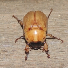 Cyclocephala signaticollis at Conder, ACT - 20 Dec 2020