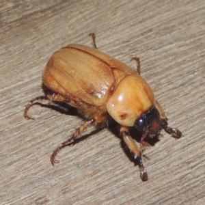 Cyclocephala signaticollis at Conder, ACT - 20 Dec 2020