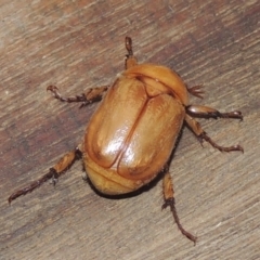 Cyclocephala signaticollis at Conder, ACT - 20 Dec 2020