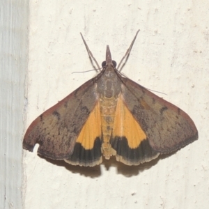 Uresiphita ornithopteralis at Conder, ACT - 20 Dec 2020 11:37 PM