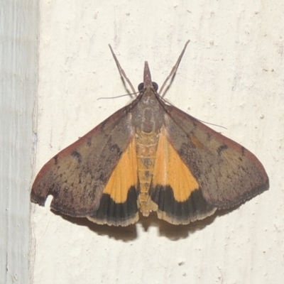 Uresiphita ornithopteralis (Tree Lucerne Moth) at Conder, ACT - 20 Dec 2020 by MichaelBedingfield