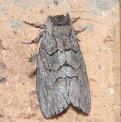 Discophlebia catocalina (Yellow-tailed Stub Moth) at Conder, ACT - 22 Dec 2020 by michaelb