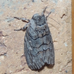 Discophlebia catocalina at Conder, ACT - 22 Dec 2020