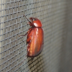 Sericesthis nigrolineata (Dusky pasture scarab) at Pollinator-friendly garden Conder - 27 Dec 2020 by michaelb