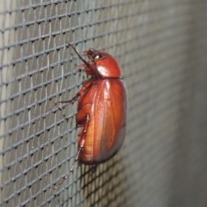 Melolonthinae (subfamily) at Conder, ACT - 27 Dec 2020 11:39 PM