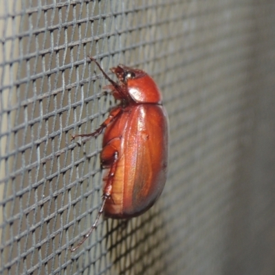 Sericesthis nigrolineata (Dusky pasture scarab) at Conder, ACT - 27 Dec 2020 by michaelb