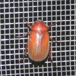 Sericesthis nigrolineata at Conder, ACT - 27 Dec 2020