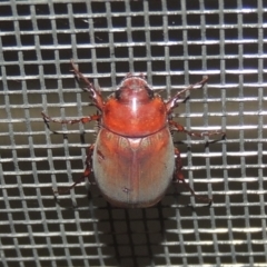 Melolonthinae (subfamily) at Conder, ACT - 27 Dec 2020 11:39 PM