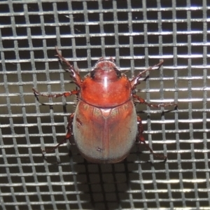 Sericesthis nigrolineata at Conder, ACT - 27 Dec 2020