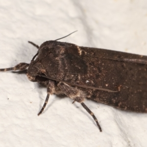 Proteuxoa provisional species 1 at Melba, ACT - 27 Jan 2021 12:15 AM