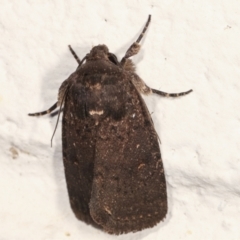 Proteuxoa provisional species 1 at Melba, ACT - 27 Jan 2021 12:15 AM