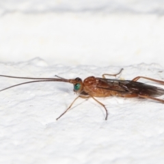 Unidentified Parasitic wasp (numerous families) at Melba, ACT - 26 Jan 2021 by kasiaaus