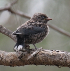 Artamus cyanopterus (Dusky Woodswallow) at Table Top, NSW - 1 Feb 2021 by PaulF