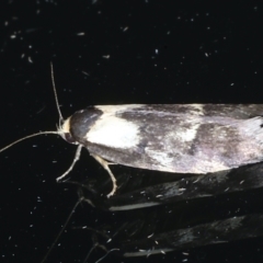 Palimmeces leucopelta (A concealer moth) at Ainslie, ACT - 3 Feb 2021 by jbromilow50