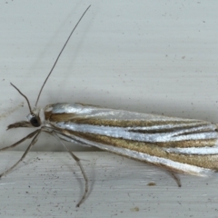 Hednota species near grammellus (Pyralid or snout moth) at Ainslie, ACT - 3 Feb 2021 by jbromilow50