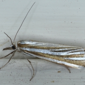 Hednota species near grammellus at Ainslie, ACT - 3 Feb 2021