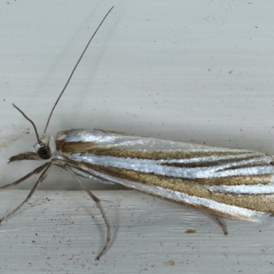 Hednota species near grammellus (Pyralid or snout moth) at Ainslie, ACT - 3 Feb 2021 by jb2602