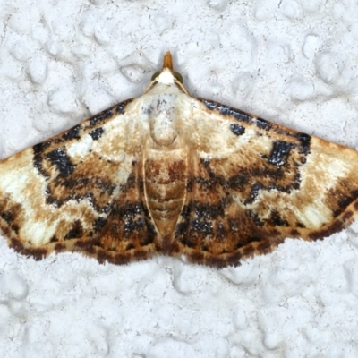 Corgatha molybdophaes (Encrusted Hookwing) at Ainslie, ACT - 3 Feb 2021 by jb2602