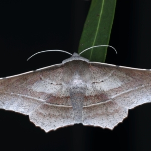 Oenochroma vetustaria at Ainslie, ACT - 3 Feb 2021 10:00 PM