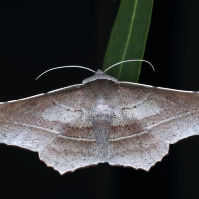 Oenochroma vetustaria (Ribbed Vine Moth) at Ainslie, ACT - 3 Feb 2021 by jbromilow50