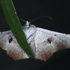 Oenochroma vetustaria at Ainslie, ACT - 3 Feb 2021 10:00 PM