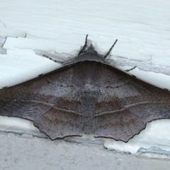 Oenochroma vetustaria at Ainslie, ACT - 3 Feb 2021