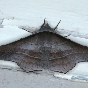 Oenochroma vetustaria at Ainslie, ACT - 3 Feb 2021 10:00 PM