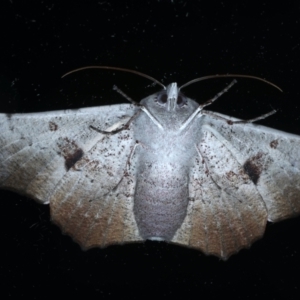 Oenochroma vetustaria at Ainslie, ACT - 3 Feb 2021 10:00 PM