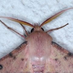 Oenochroma vinaria (Pink-bellied Moth, Hakea Wine Moth) at Ainslie, ACT - 3 Feb 2021 by jb2602