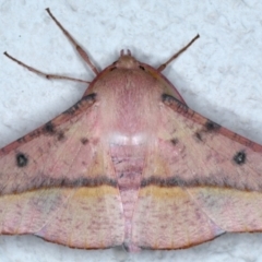 Oenochroma vinaria at Ainslie, ACT - 3 Feb 2021 11:09 PM