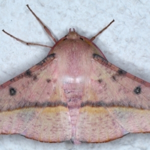 Oenochroma vinaria at Ainslie, ACT - 3 Feb 2021 11:09 PM