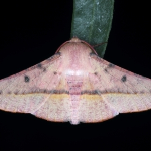 Oenochroma vinaria at Ainslie, ACT - 3 Feb 2021 11:09 PM