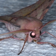 Oenochroma vinaria at Ainslie, ACT - 3 Feb 2021 11:09 PM