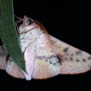 Oenochroma vinaria at Ainslie, ACT - 3 Feb 2021 11:09 PM