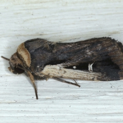 Proteuxoa tortisigna (Streaked Rictonis Moth) at Ainslie, ACT - 3 Feb 2021 by jb2602