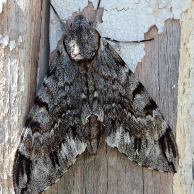 Psilogramma casuarinae (Privet Hawk Moth) at Hackett, ACT - 3 Feb 2021 by UserYYUcWrIf