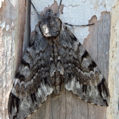 Psilogramma casuarinae (Privet Hawk Moth) at Hackett, ACT - 2 Feb 2021 by UserYYUcWrIf