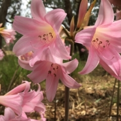 Amaryllis belladonna (Naked Ladies, Belladonna Lily) at Wodonga - 4 Feb 2021 by Alburyconservationcompany