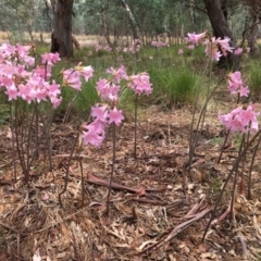 Amaryllis belladonna at Wodonga, VIC - 4 Feb 2021 12:58 PM