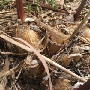 Amaryllis belladonna at Wodonga, VIC - 4 Feb 2021