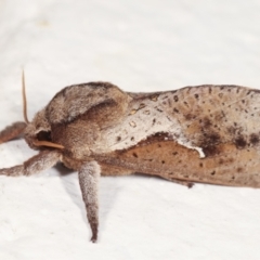 Elhamma australasiae (A Swift or Ghost moth (Hepialidae)) at Melba, ACT - 27 Jan 2021 by kasiaaus