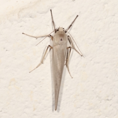 Calamidia hirta (Calamidia hirta) at Melba, ACT - 27 Jan 2021 by kasiaaus