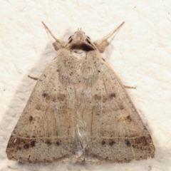 Pantydia sparsa (Noctuid Moth) at Melba, ACT - 26 Jan 2021 by kasiaaus