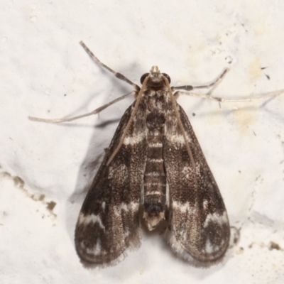 Hygraula nitens (Pond Moth) at Melba, ACT - 27 Jan 2021 by kasiaaus