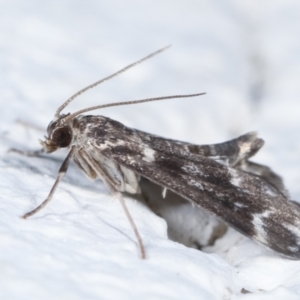 Hygraula nitens at Melba, ACT - 27 Jan 2021 11:05 PM