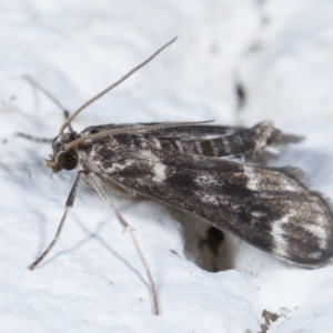 Hygraula nitens at Melba, ACT - 27 Jan 2021