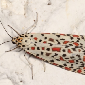 Utetheisa pulchelloides at Melba, ACT - 27 Jan 2021