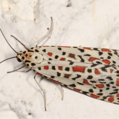 Utetheisa pulchelloides (Heliotrope Moth) at Melba, ACT - 27 Jan 2021 by kasiaaus