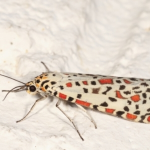 Utetheisa pulchelloides at Melba, ACT - 27 Jan 2021 09:05 PM